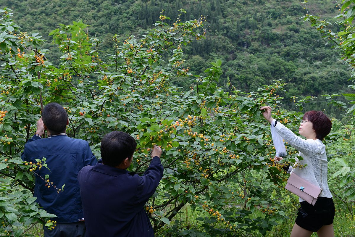 盘州刺梨：金色的希望之果，绽放产业新光芒