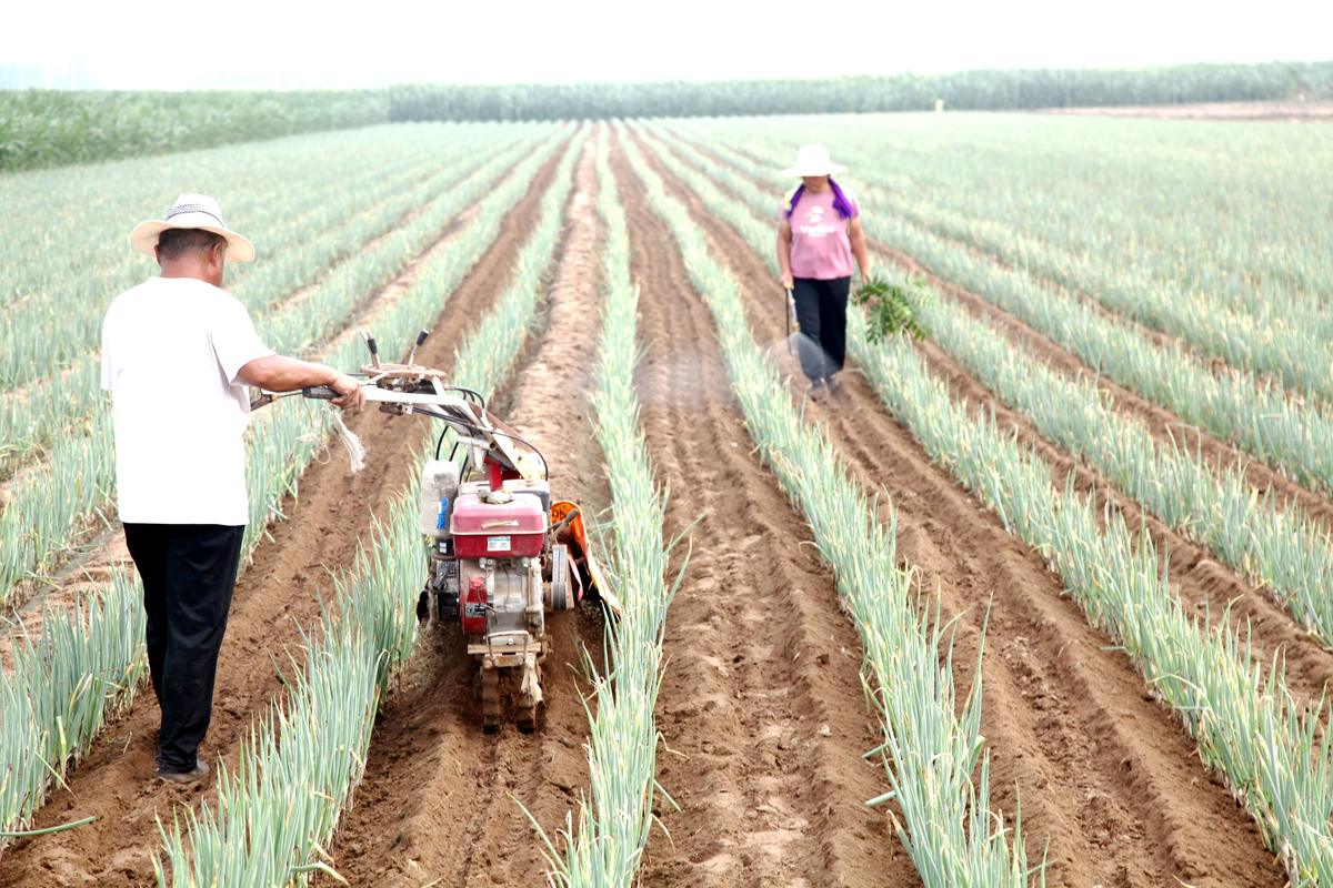 对于信誉良好的种植户公司还将提供低息贷款帮助他们接着写