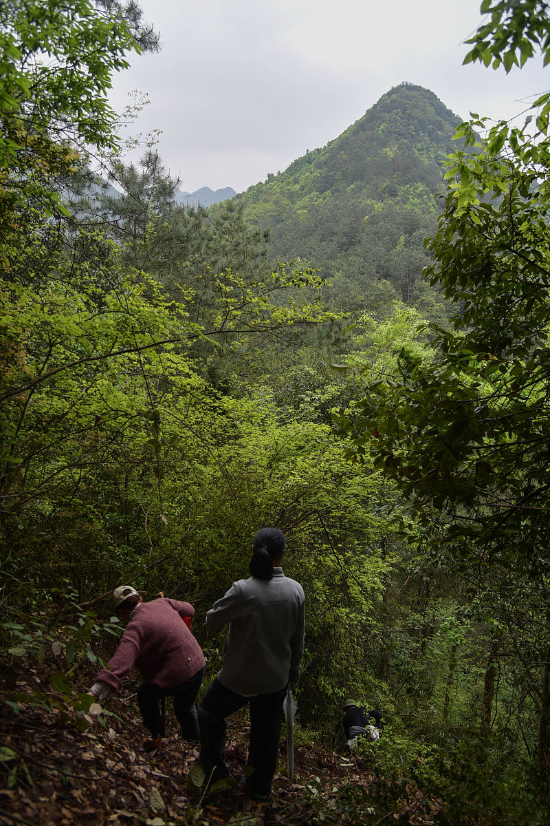 清明节习俗大全：扫墓、踏青、吃清明粥等传统活动