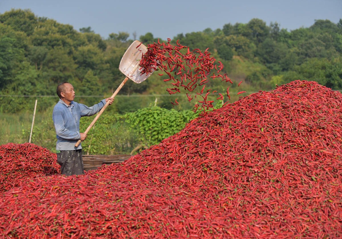 新疆辣椒的生长范围