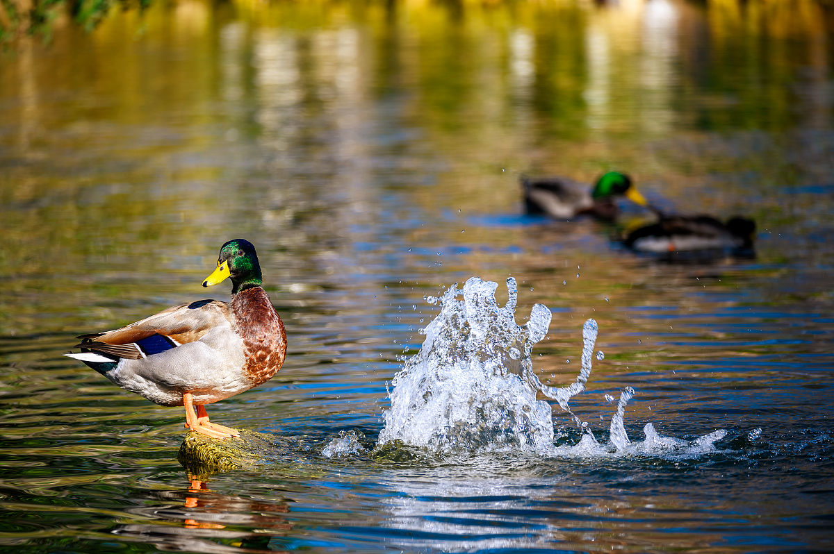 在一次小组作业中我完成了部分工作。我分析了不同类型的车辆段与周边用地和服务线路的关系。计算了相应车辆段的用地规模和最大能力。请写一篇心得体会。