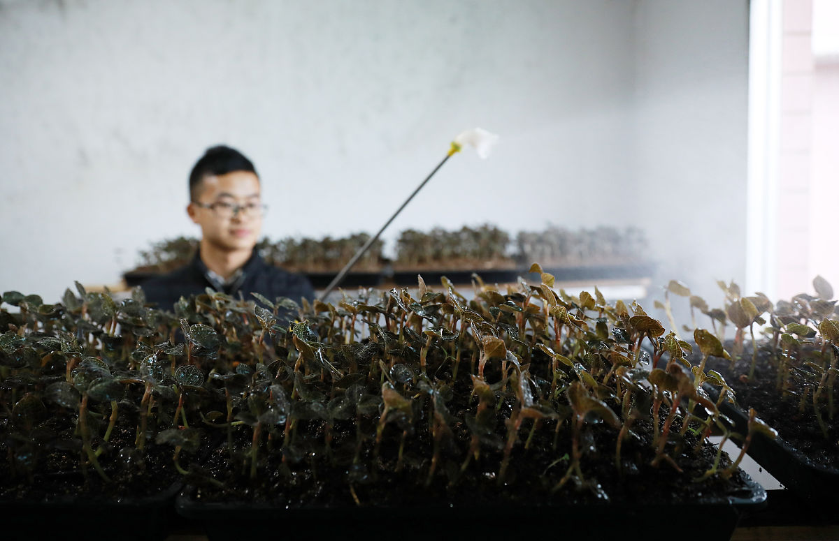 广西生态工程职业技术学院中草药种植技术专业怎么样？- 未来就业前景分析