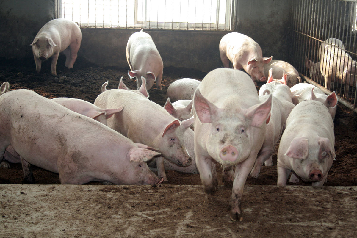 从外来人员及车辆的消毒工作方面论述生猪传染性肠胃炎防治主要措施不少于500字。