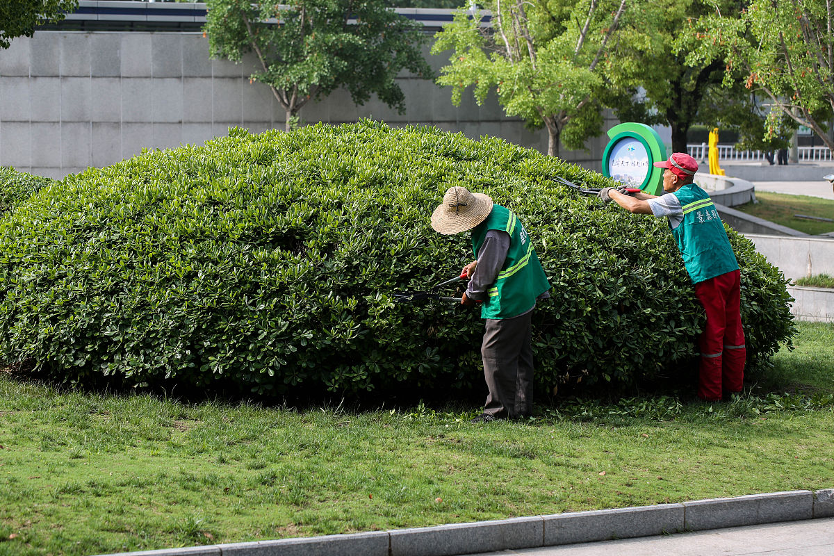 乔木修剪的背景是什么