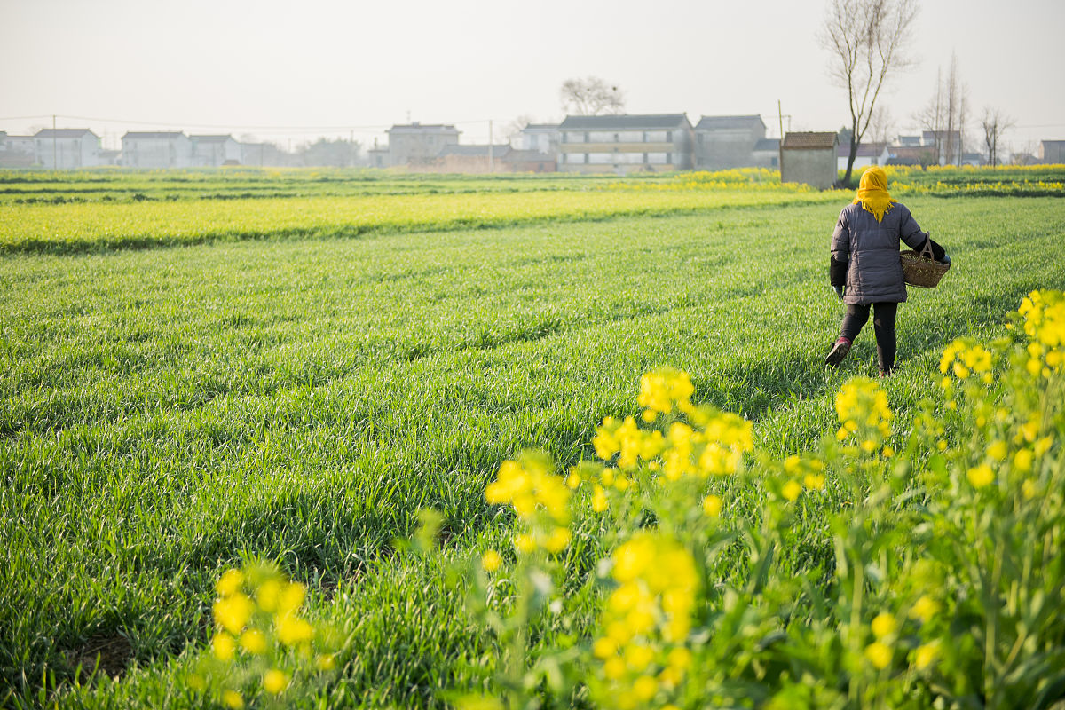 中国的油菜生产发展研究现状