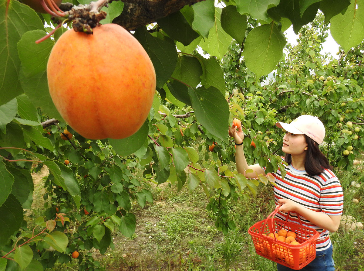 秋天的收获：丰收的喜悦与感恩