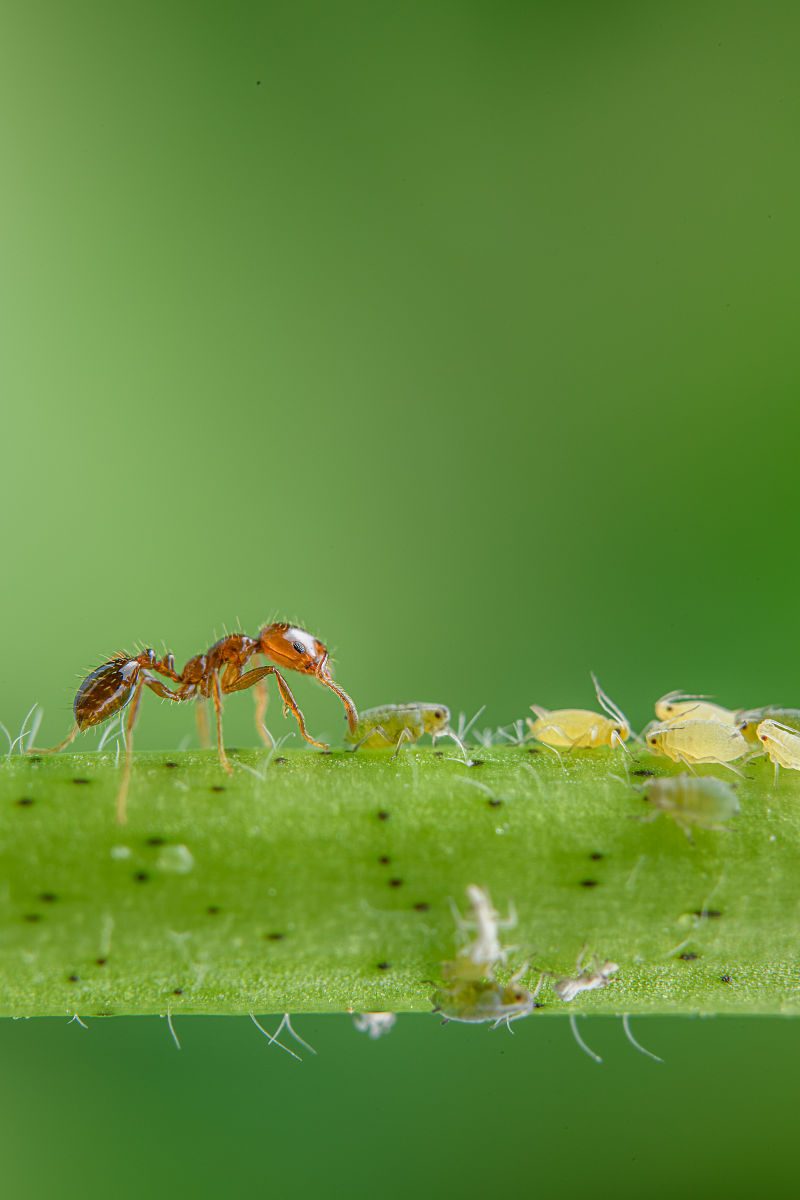 棉花蚜虫防治亩成本