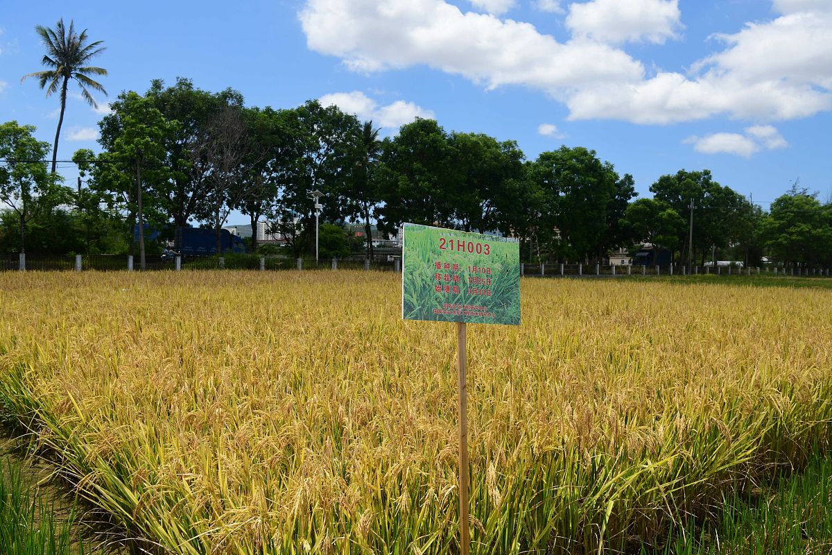 长安区小麦虫害防治技术研究