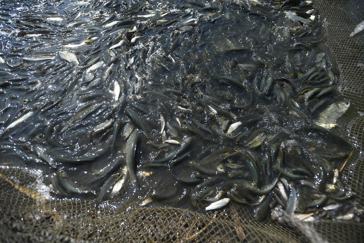 如何养殖黑鱼黑鱼是一种经济价值较高的淡水鱼类其养殖技术如下：1选址：选择水质清洁、水流缓和、光照充足、土壤肥沃的水域。2池塘建设：建造鱼塘塘底应平整塘边应高于水位塘底应铺设塑料膜或石子。3水质管理：保持水质清洁每天换水一次保持水温在20-28℃之间。4饲料管理：黑鱼以小鱼、虾、蚯蚓等为食可使用鱼粉、虾粉等饲料。5疾病防治：定期检查鱼塘健康状况如发现疾病应及时治疗。6收获管理：黑鱼的生长周期为6-8