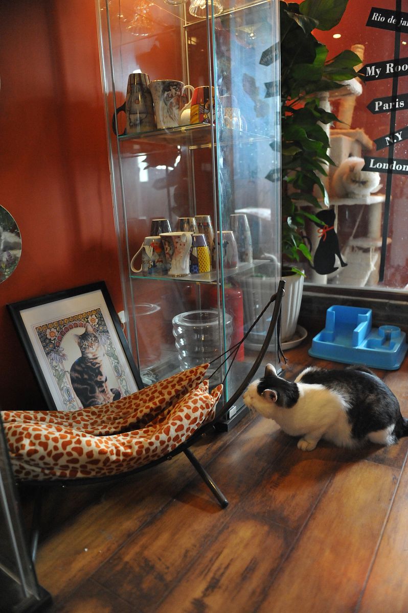 猫咖视觉形象设计：打造猫咪主题咖啡馆的独特魅力