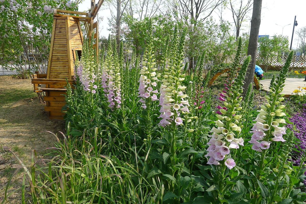 我想要一篇参观国家植物园的有关环保的调研报告大约一千字一定要和环保有关。