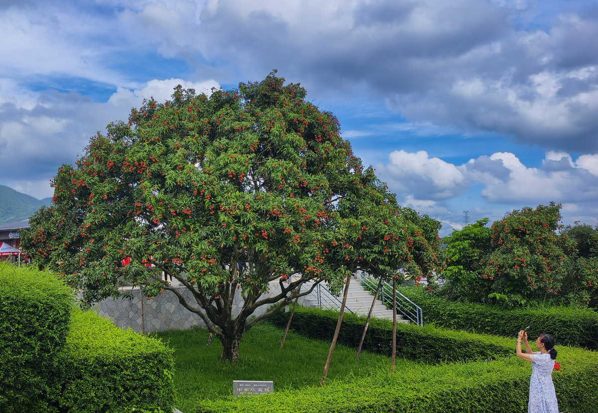 四川千年荔枝树
