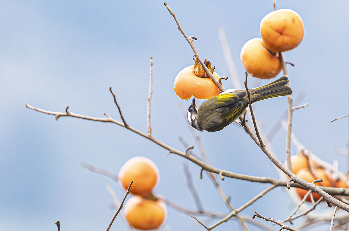 重庆南川第一中学招生电话 - 咨询入学政策，了解更多信息