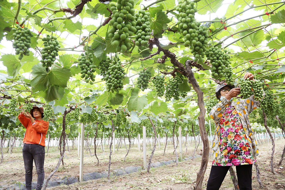 🍇10个阳光玫瑰葡萄智能栽培毕设题目｜物联网+传感器