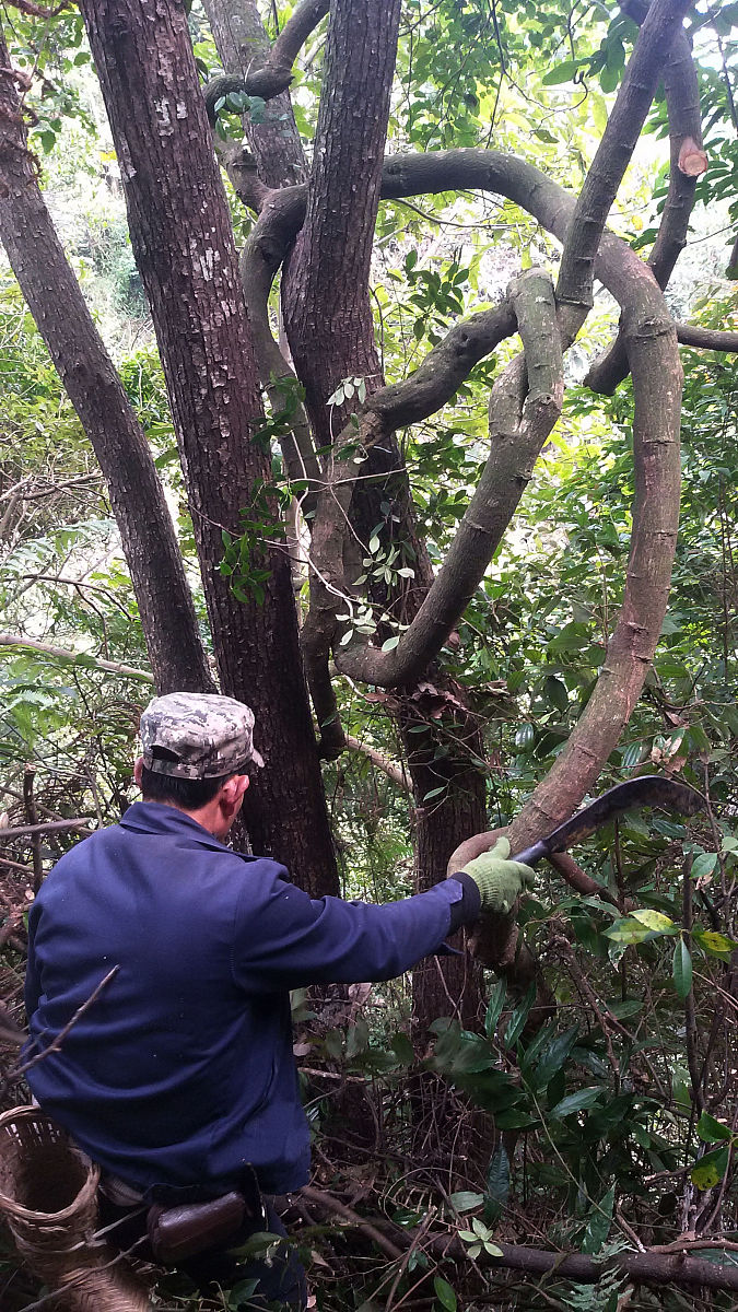 哺乳期瑶浴：功效、危害及注意事项