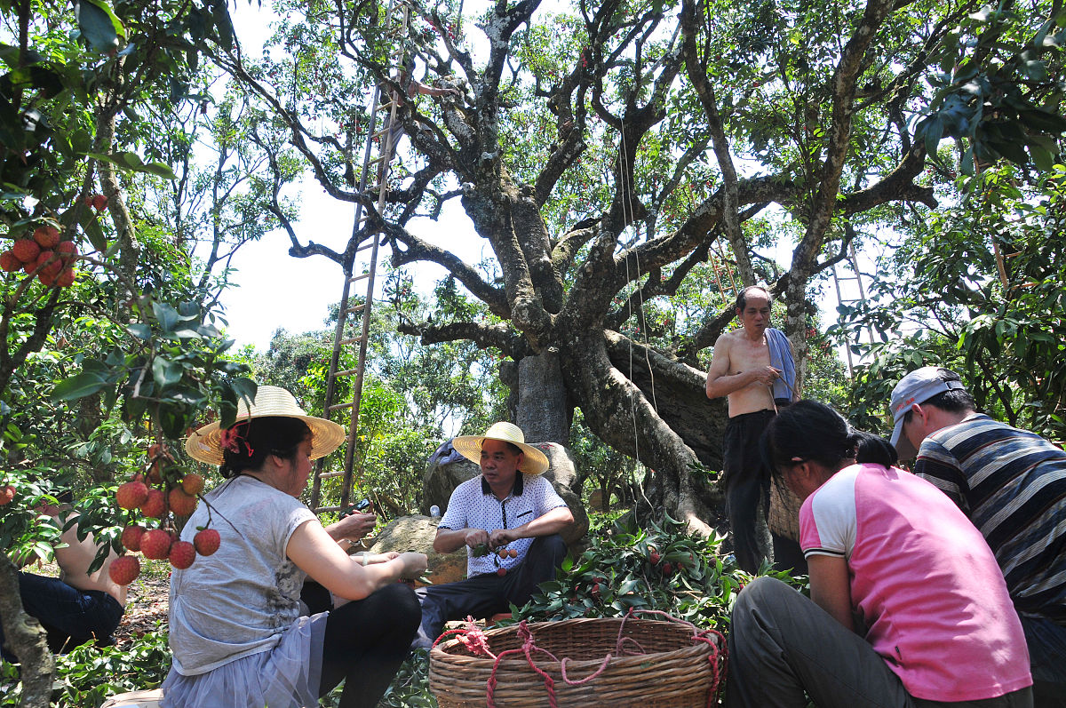 茂名荔枝产业规模