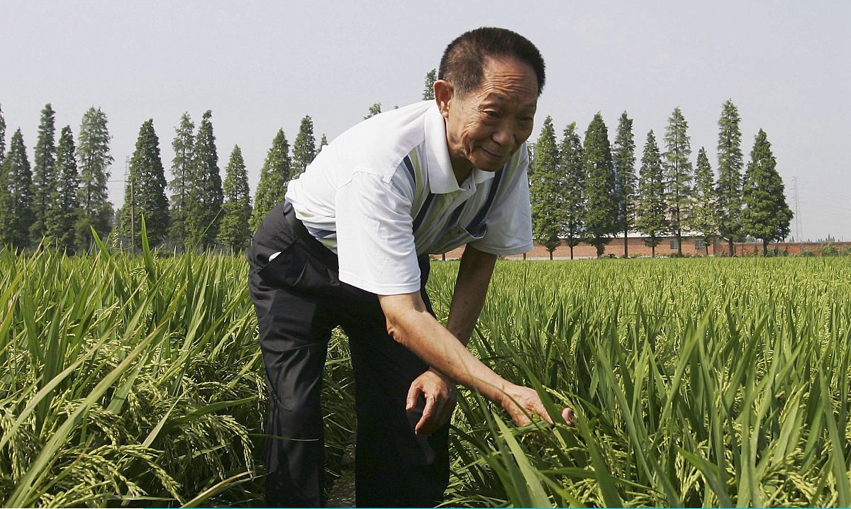 Yuan Longping: The Father of Hybrid Rice and a Legacy of Feeding the World