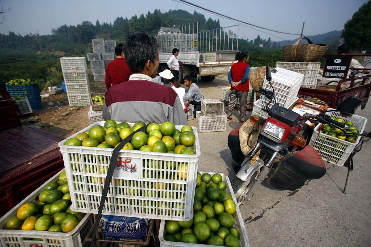 请选择一款梅州的特色农产品谈谈为该产品进行营销策划的思路。