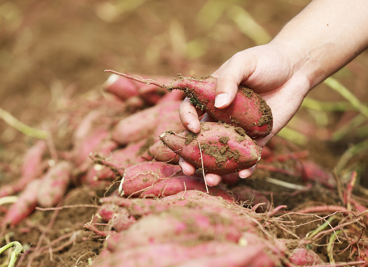 地瓜发芽了以后还能吃吗
