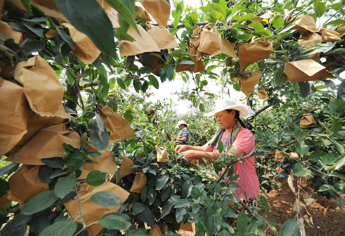 波罗蜜的种植现状、播种、田间管理及收获情况