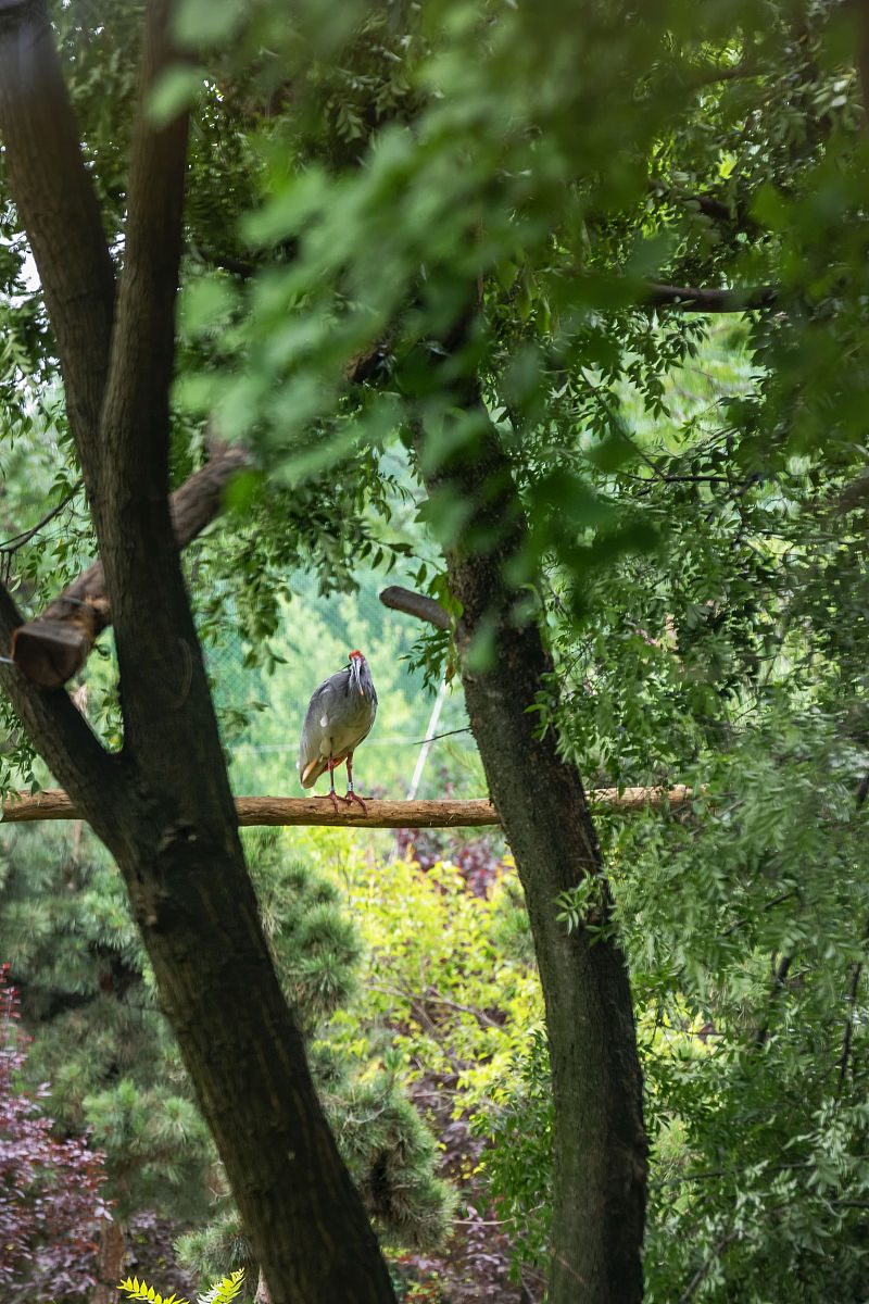 2021年6月3日,西安,秦岭四宝科学公园的朱鹮.(如下载使用,请务必署名 