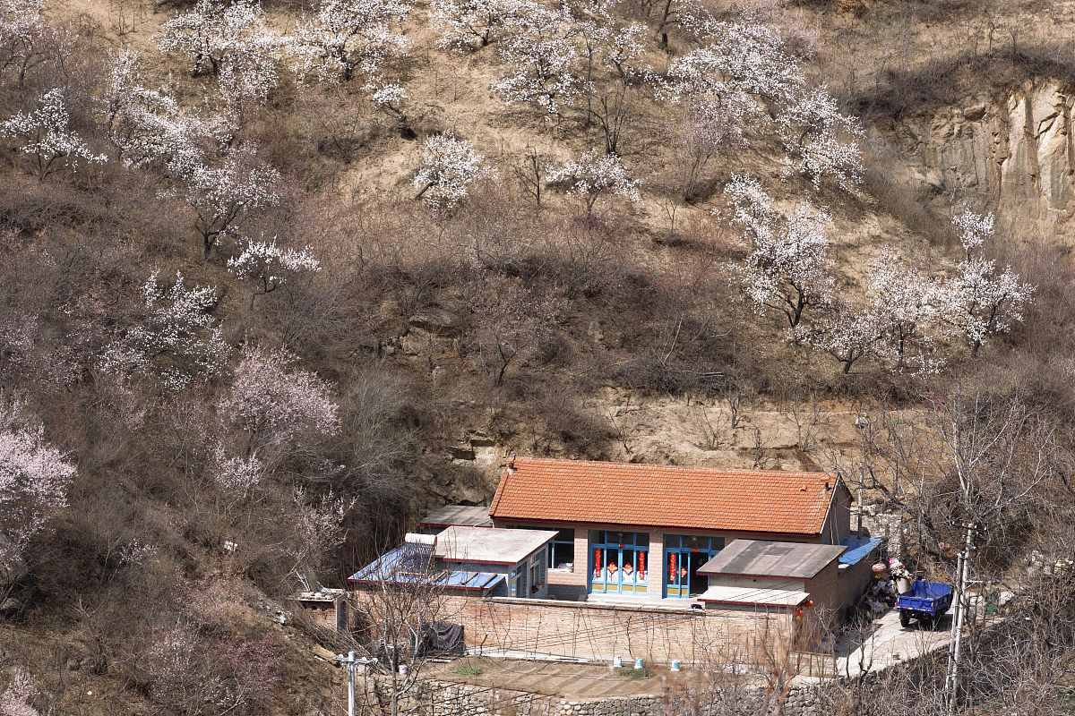 2020年4月1日,北京,昌平桃花峪山花烂漫,景色迷人.