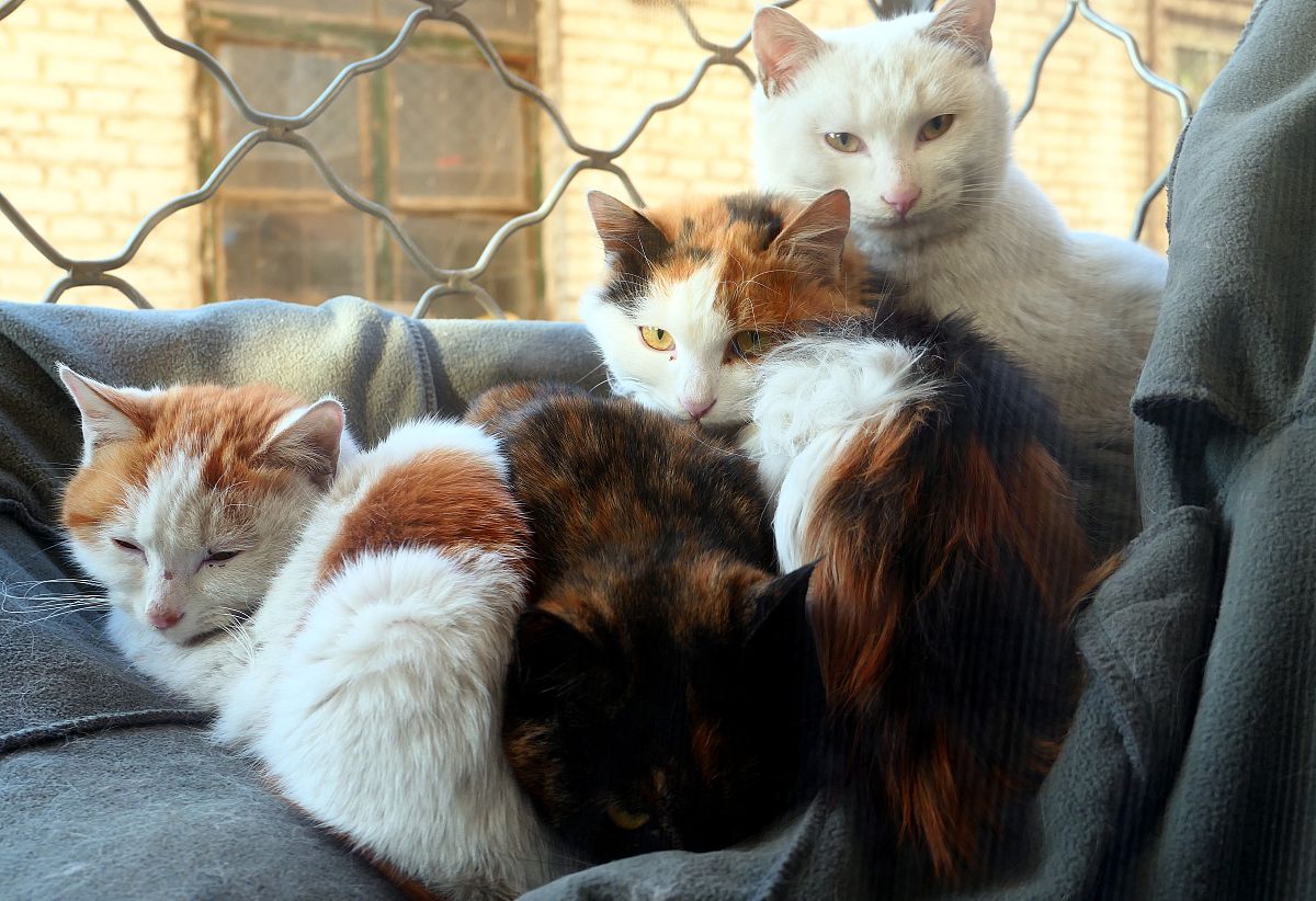 为什么猫咪会把主人当同类？