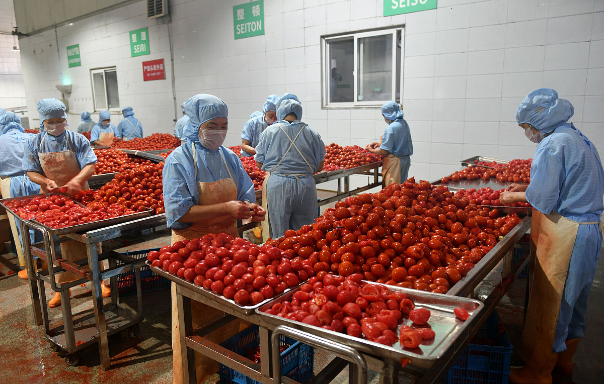 食品专业大学生番茄厂认知实习总结：从理论到实践的蜕变
