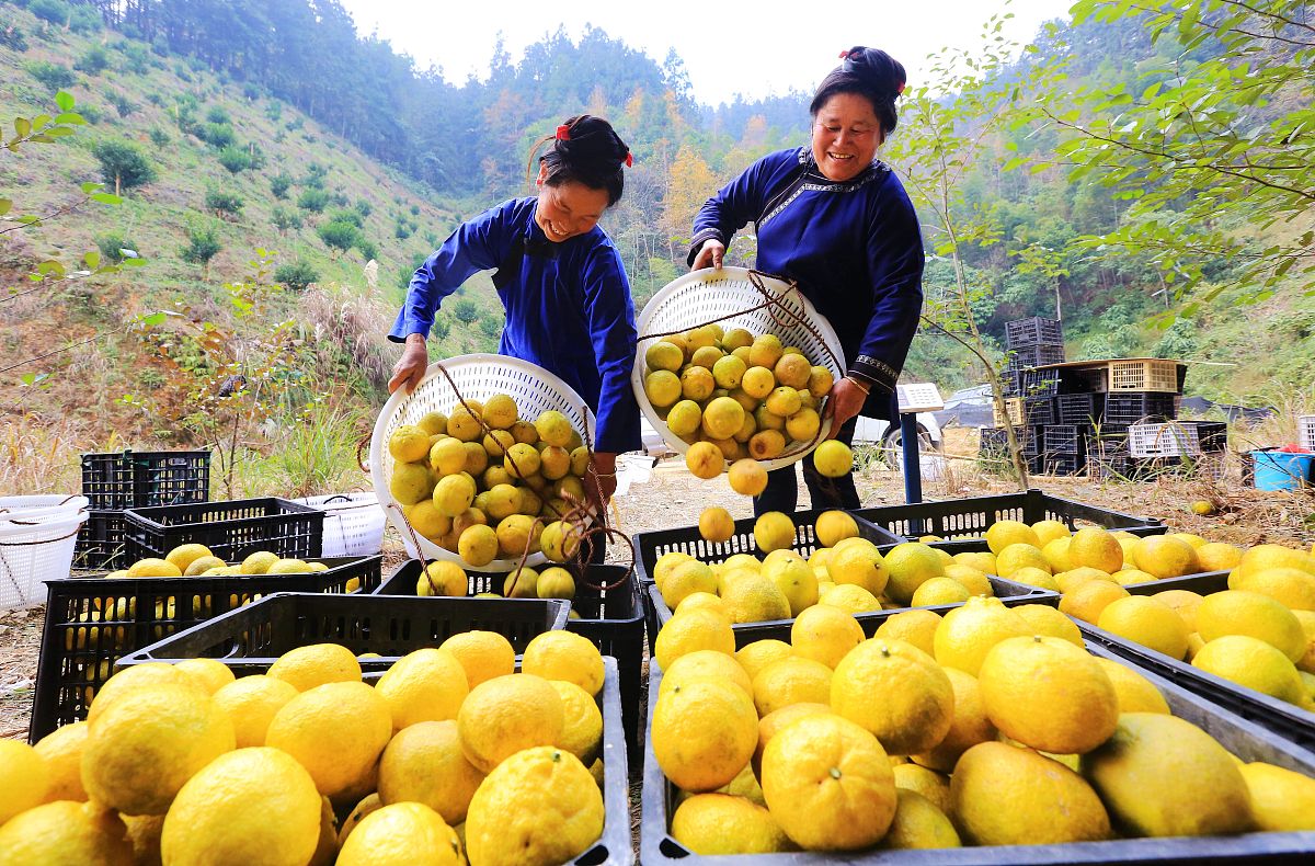 “金果兴农”团队携“黄金果”枇杷汁亮相榕江村超，引爆味蕾！