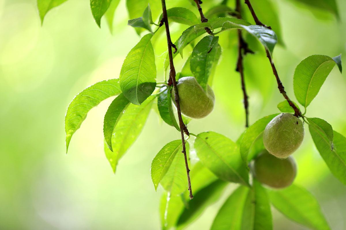 2022年云南林业技工学校园艺花卉专业招生