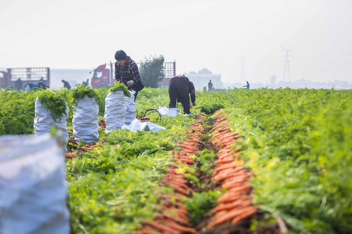 王家卫镜头下的乡村振兴：1亿投入打造供港有机蔬菜基地