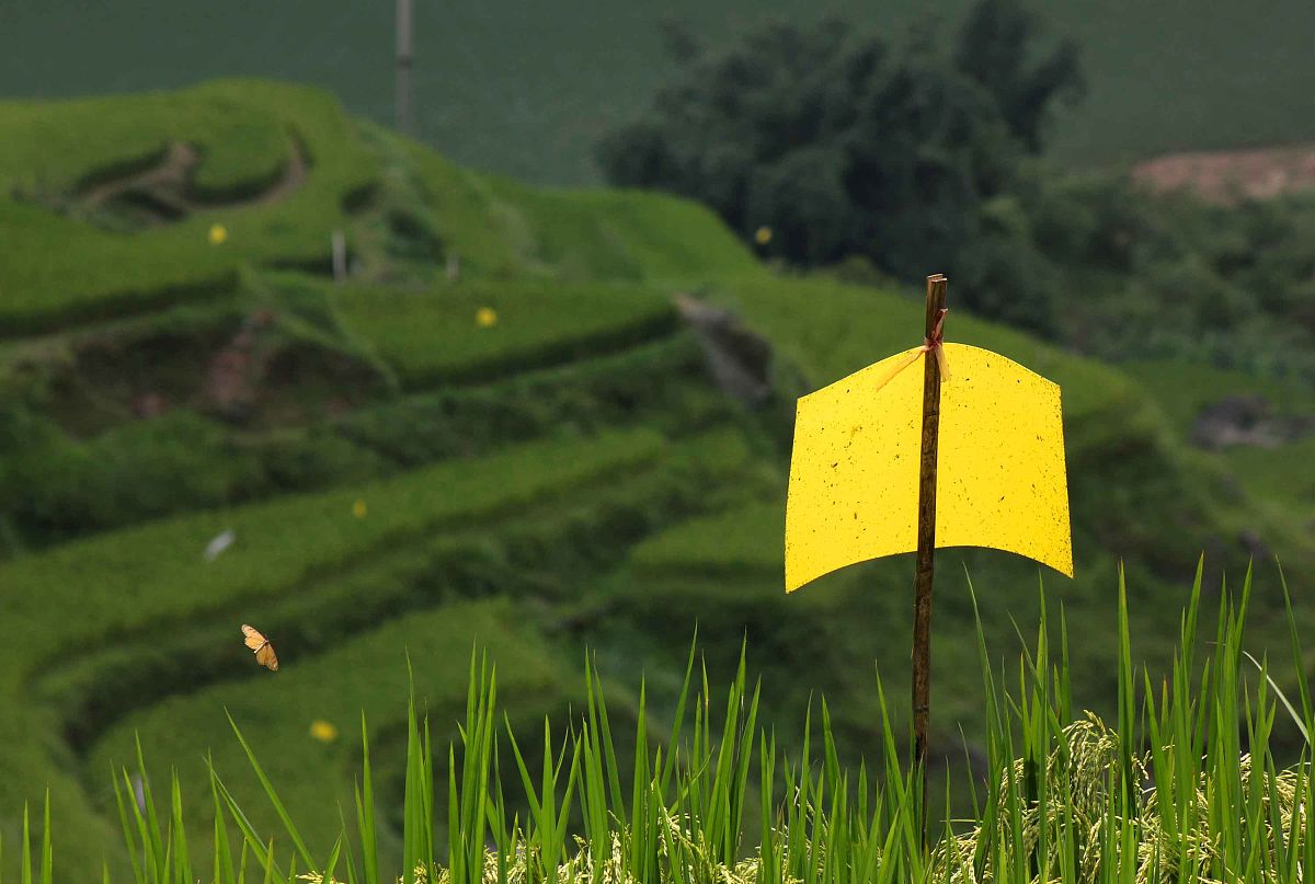 中班STEAM教案：神奇的植物王国