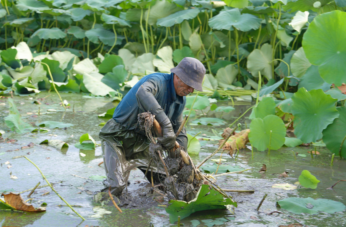 8名藕农身穿防水服，齐胸深水里采收莲藕，辛苦付出令人敬佩
