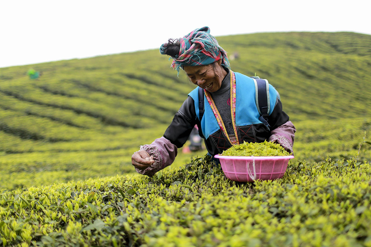 云南新型职业学院中药学专业招生：探寻中草药的神奇之处