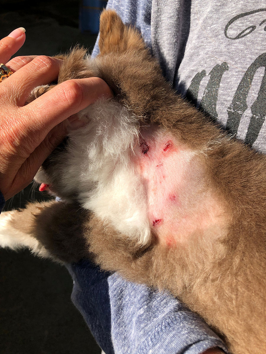 猫的结节性脂肪增生会自愈吗