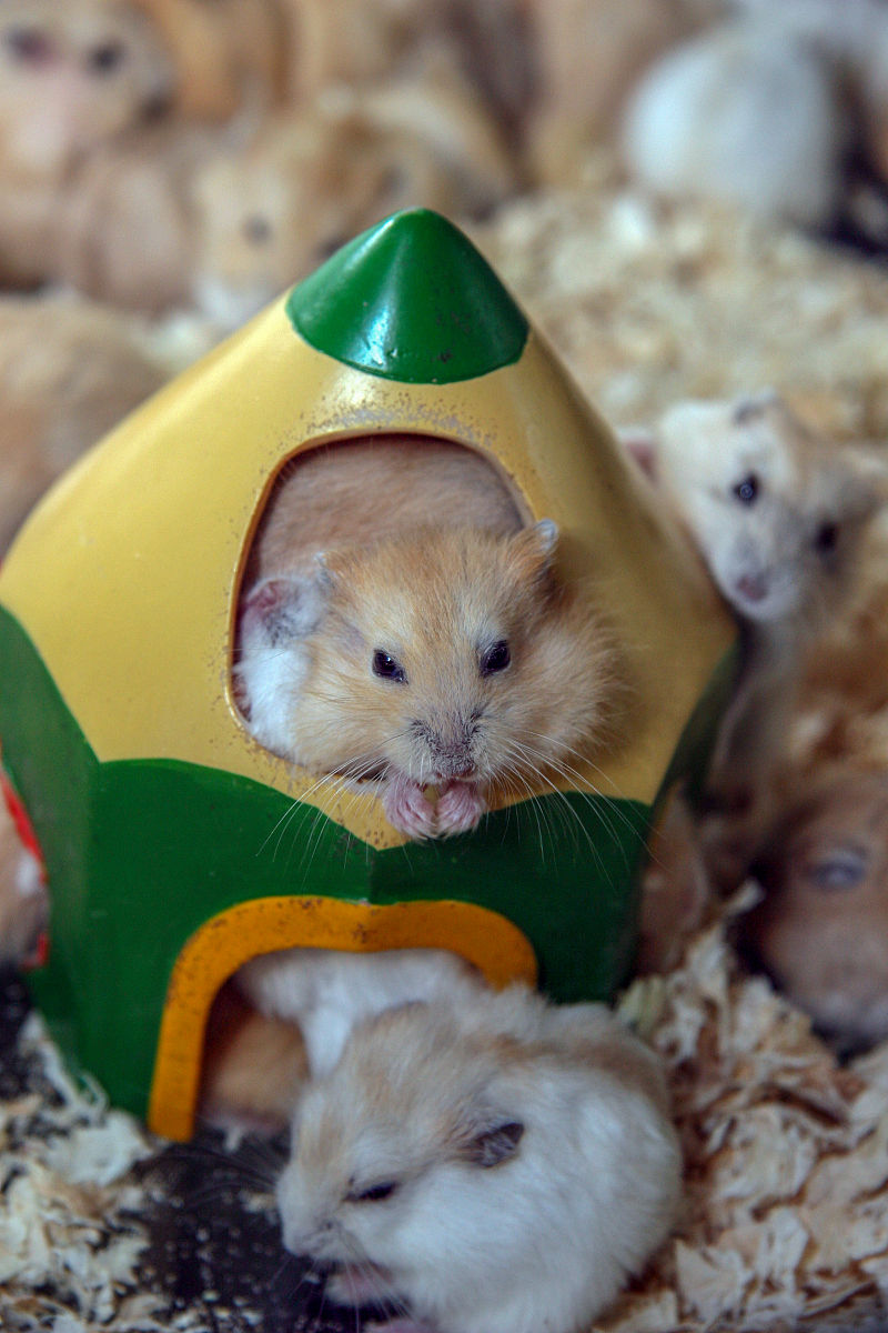 🐹爆萌！揭秘金丝熊24小时の快乐秘诀！