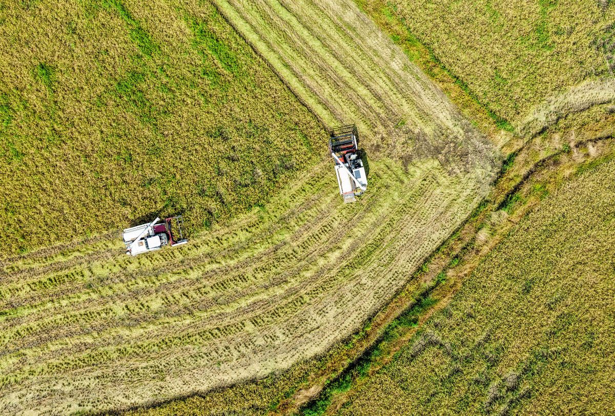 立夏节气：万物生长，迎接夏日美好