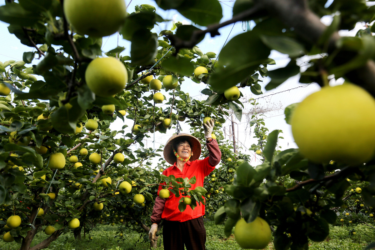岑巩思州文旦柚种植基地：西南地区最大文旦柚产区