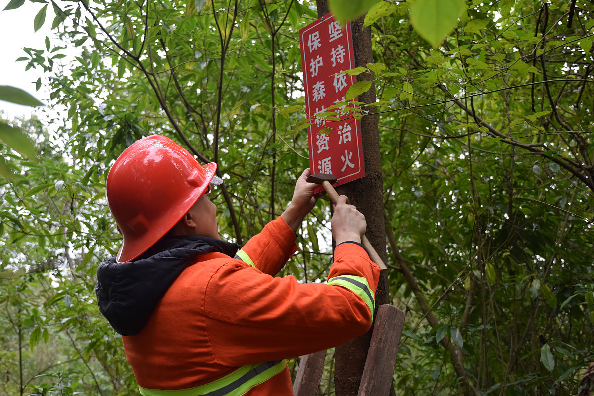 乡镇林长制工作汇报