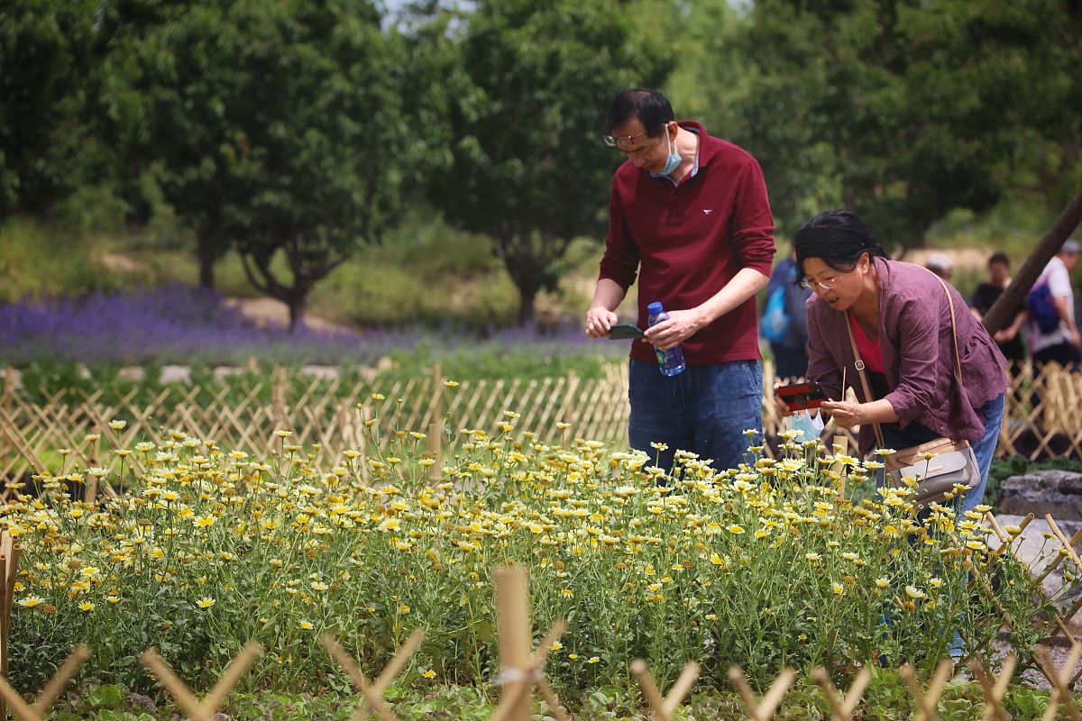 帮我润色一下：又到了挖土种菜的季节天气宜人秋高气爽。微风轻拂着我与外公一起前往凤湖公园准备挖土。在路上阳光洒在绿茵草坪上树枝也随风摇曳。外公带我来到挖土的地方那里有一排小树树荫下清凉宜人。外公专心挖土而我则在一旁用土堆搭起一座小房子还收集一些树叶作为装饰。