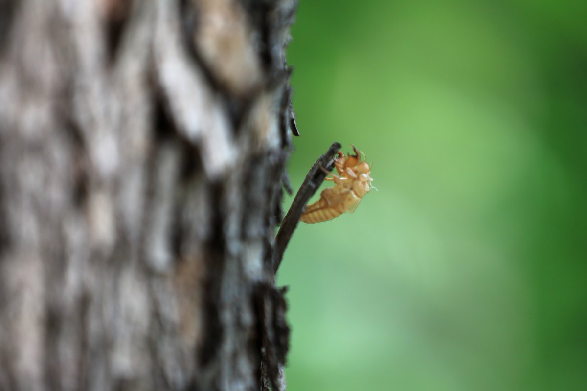 蝉鸣：生命赞歌的短暂而响亮的演绎
