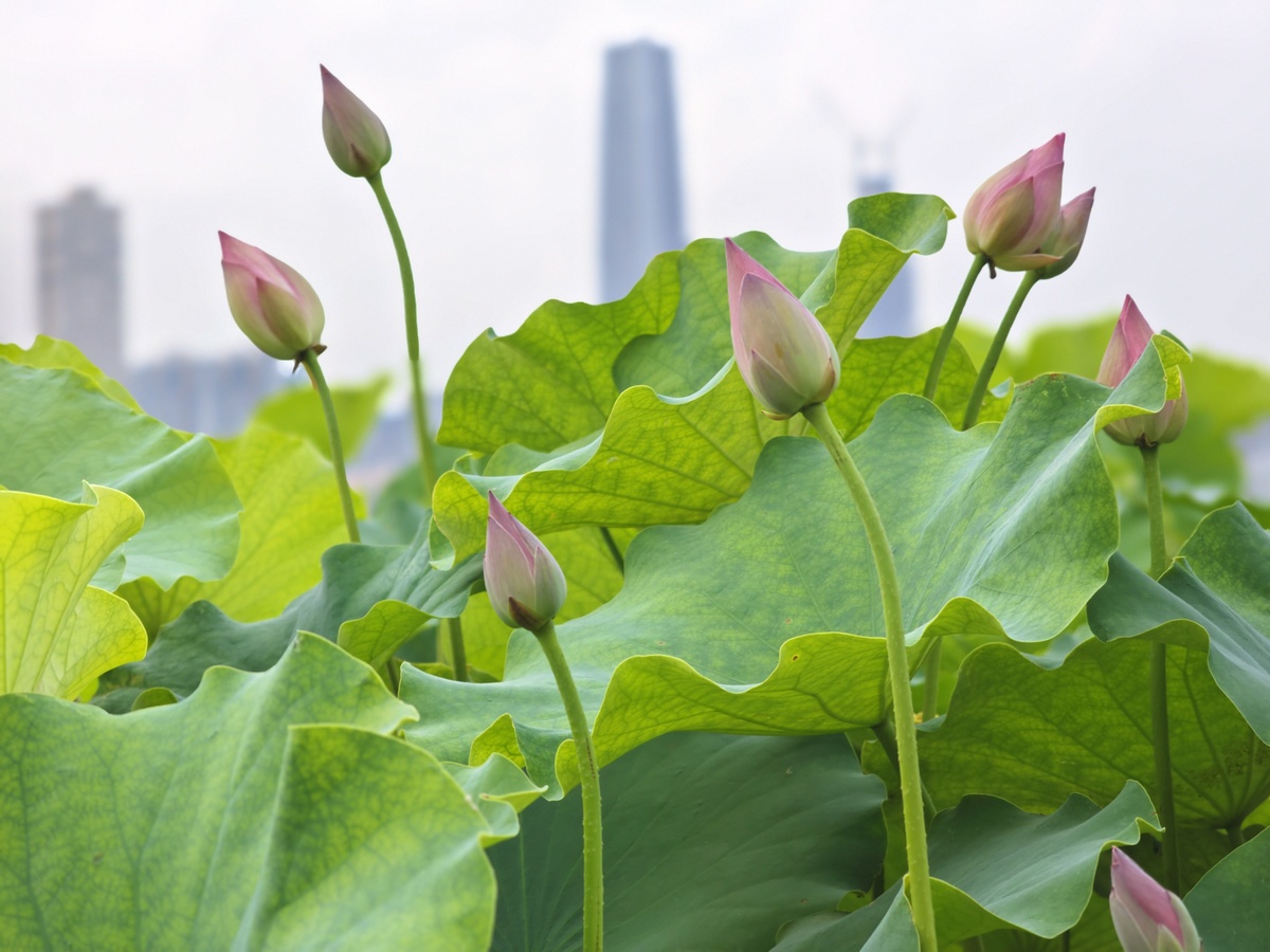 一片什么的荷叶