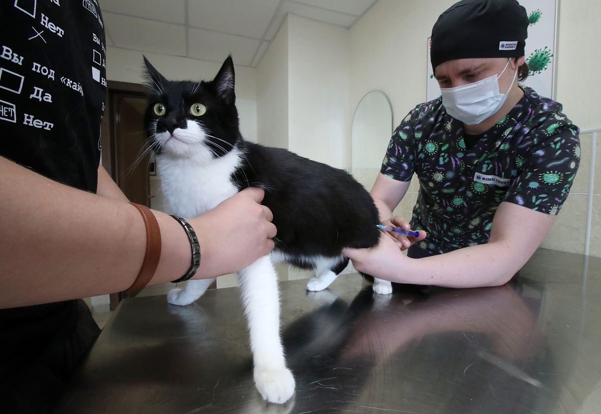 用地道的中文翻译以下文本：Feline panleukopenia virus FPV is an important infectious pathogen of all members of the family Felidae Here we describe construction of a replication-competent recombinant canine adenovi