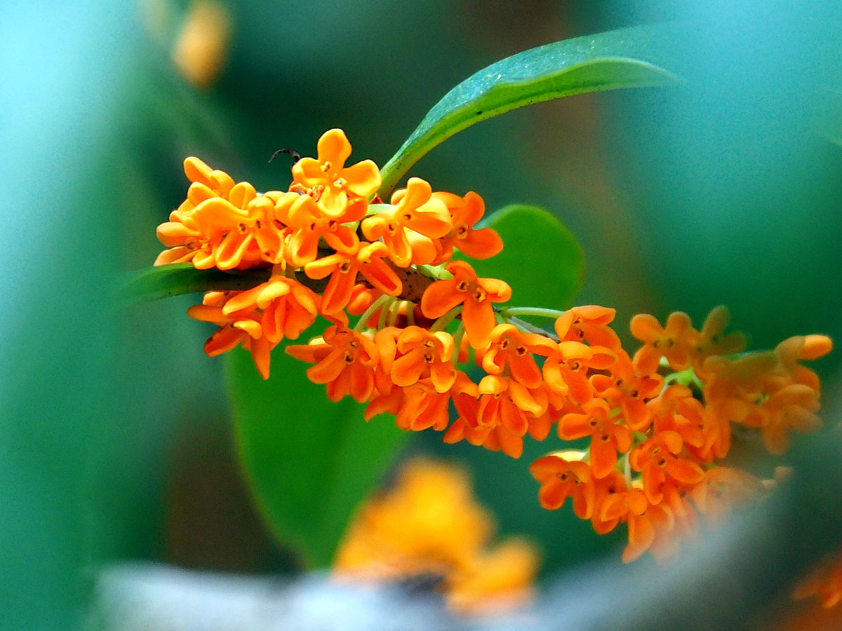 请帮我写1篇650字的博客文章主题是：桂花适合发朋友圈的句子