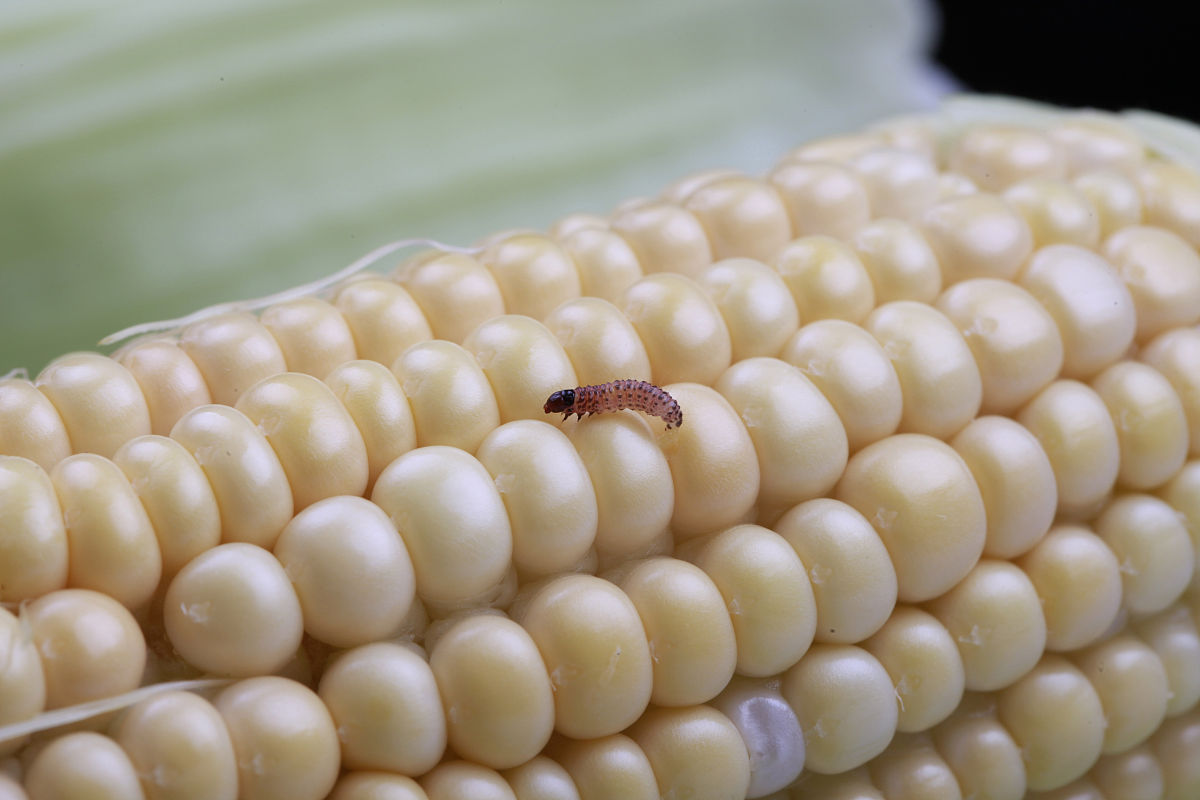 2023年四川省凉山农业学校报考需要知道些什么？