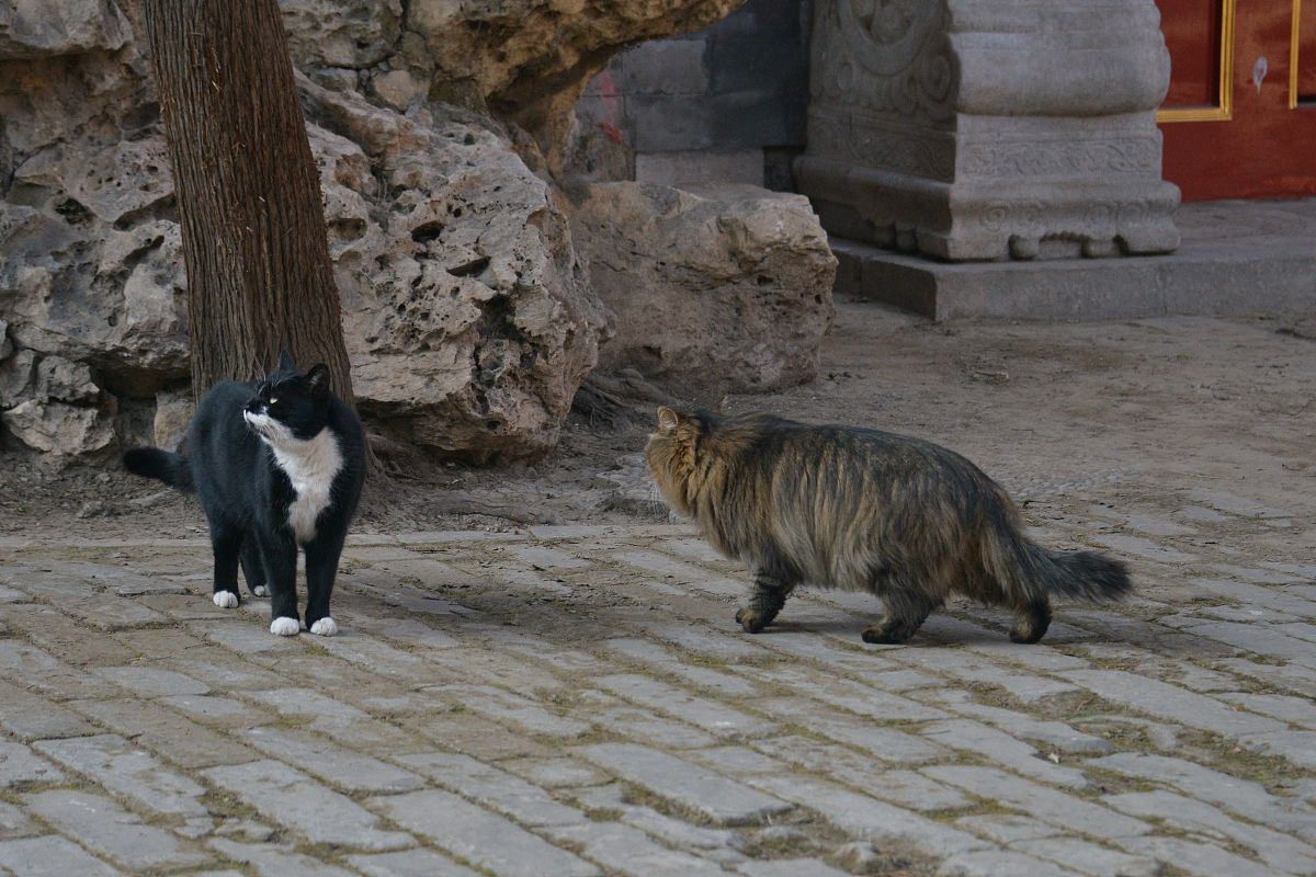 关于北京景山的传说中有两只受皇帝宠爱的小猫甚至被册封为御猫即使死后也葬在了景山的大树下。你知道这个传说吗？请根据这个传说写个文创产品宣传的广告语要求简短有内涵能让人记住这个形象最好跟北京文化有些联系两只小猫的形象我已经设计好了可惜你没法看到比较像小狮子白色的叫雪眉黄色的叫狮猫另外你能不能多列举一些？