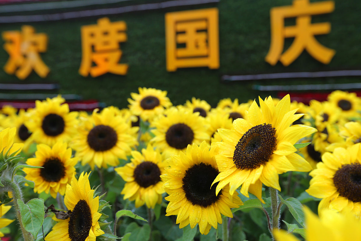 2019年9月26日,国庆花卉,天府广场点位.(如需下载使用,请务必署名:红