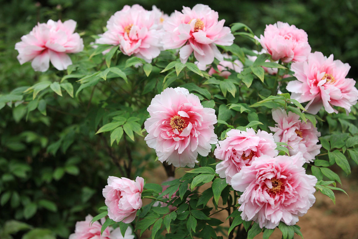 牡丹花最佳移栽时间：春季、秋季还是其他？