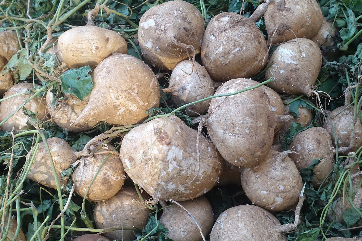 云南广播电视大学中专学校2022年招生条件是什么 云南广播电视大学中专学校2022年招生条件是什么