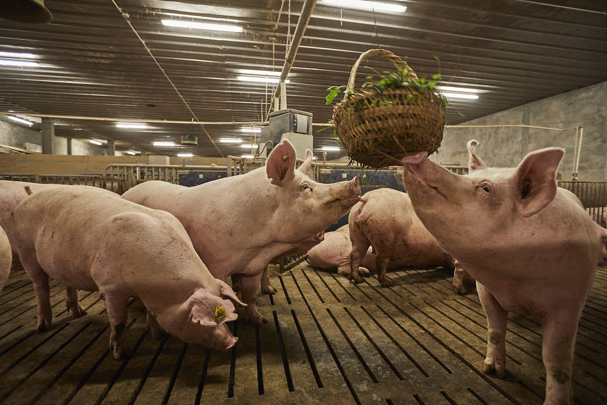 中国依赖外来种猪引进的危害有哪些